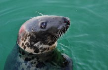 Seal