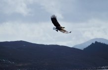 Sea Eagle  - Thanks and copyright to Ian Worden