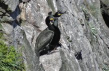 Jon captured a shot of these Shag near Breas
