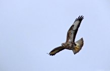 Skye Buzzard courtesy - Ian Worden