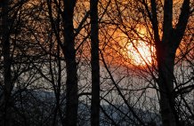 Sunset through the Birch Trees - High Beech