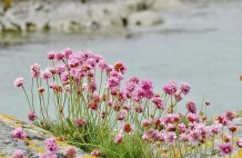 The Sea Pink or Sea Thrift on Skye - Armeria Maritima