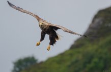 The Sea Eagle . Copyright and thanks to Anja and Robert (I am Jealous!)