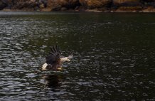 White Tailed Sea Eagle. Copyright and thanks to Anja and Robert!