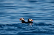 The Puffins - (Tirips from Uig) Thanks to our guests Anja and Robert!! 