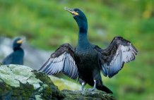 A Shag thanks and Copyright Anja and Robert