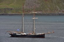 Wylde Swan