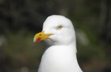Seagull