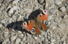 Red Admiral - Scorrybreck