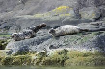 Seals nr Loch Coruisk