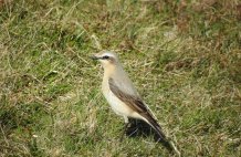 Wheatear - Neist Point