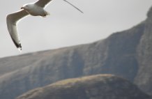 Seagul in flight